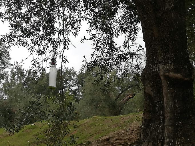 De olijfboomaarden van de Lecrin Vallei