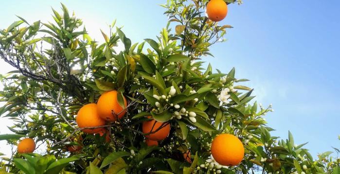 De sinaasappelboomgaarden van de Lecrin Vallei