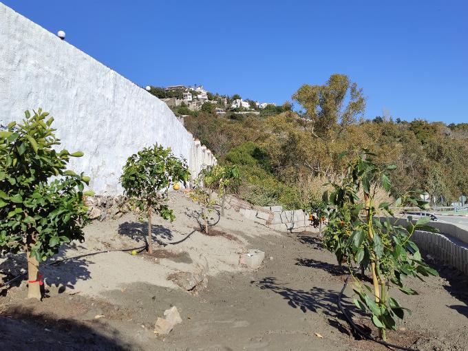 Villa Merise met links van voor naar achter: lime, grapefruit, citroen en 2 mango’s. Rechts van voor naar achter: Inca bes (niet op de foto), avocado, sinaasappel, avocado, sinaasappel en granaatappel