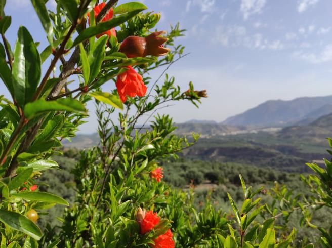 Nederlandstalig in Spanje