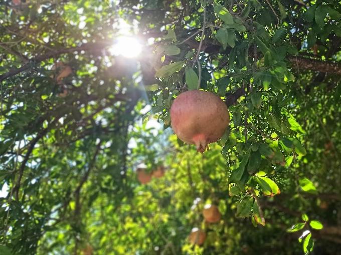 Granaatappelboom in de boomgaarden rond Pinos del Valle