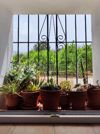 Casita Klein Zwitserland - potplanten